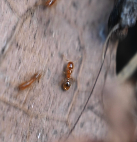 A tiny golden brown shiny ant on a leaf.