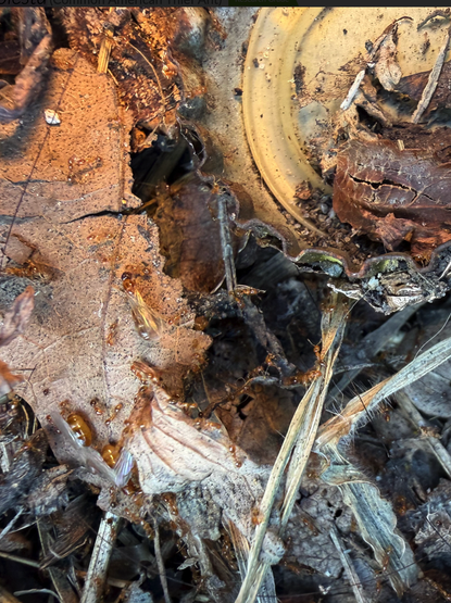 A bottle cap and leaf litter swarming with tiny ants, some are bigger and have wings, these are queens.