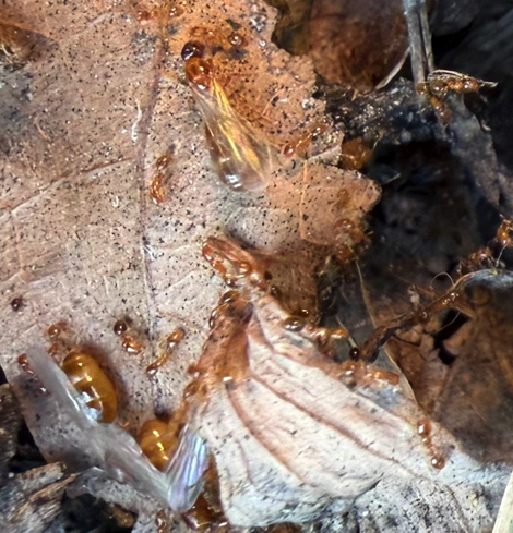Another view showing how the queens are about 10 times the size in mass of the workers.